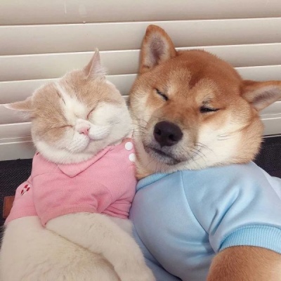 Animal Couple Avatar Cat and Dog A Very Cute Cat and Dog Couple Avatar Complete Collection