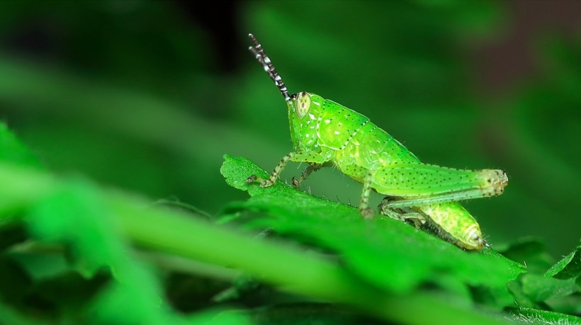 The green brown locust is constantly searching for food