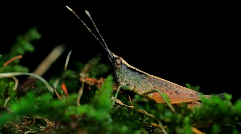 The green brown locust is constantly searching for food