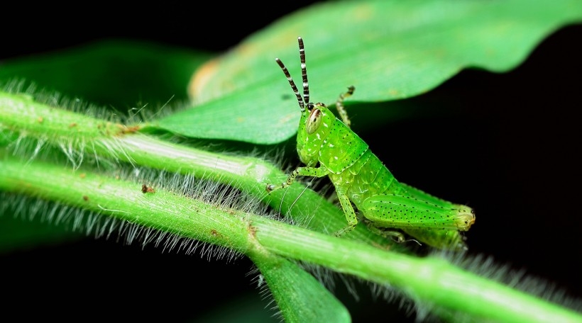 The green brown locust is constantly searching for food