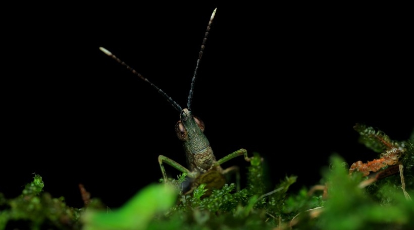 The green brown locust is constantly searching for food