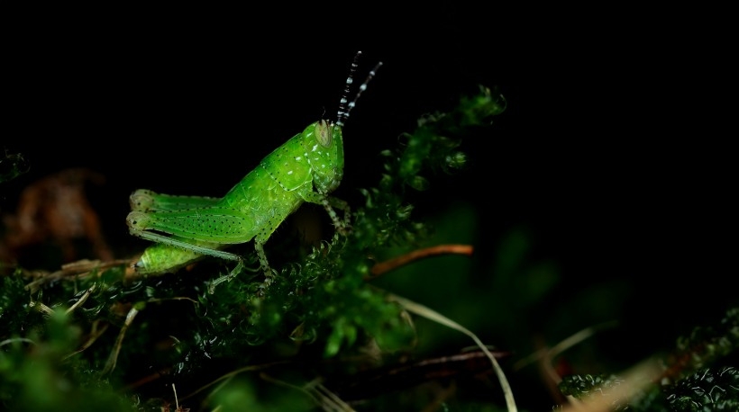 The green brown locust is constantly searching for food