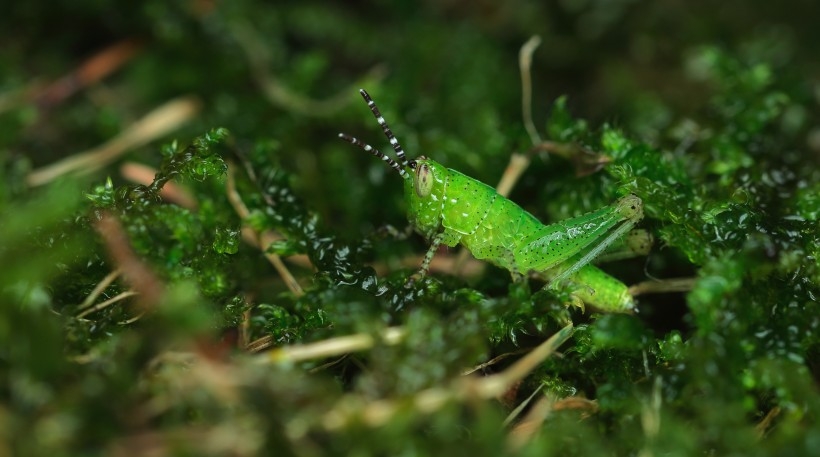 The green brown locust is constantly searching for food