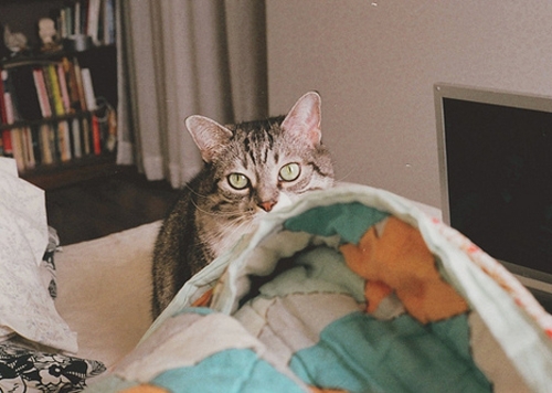 Beautiful pictures of noble and lazy noblewomen and cats