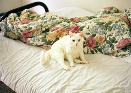 Beautiful pictures of noble and lazy noblewomen and cats