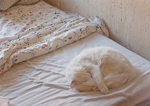 Beautiful pictures of noble and lazy noblewomen and cats