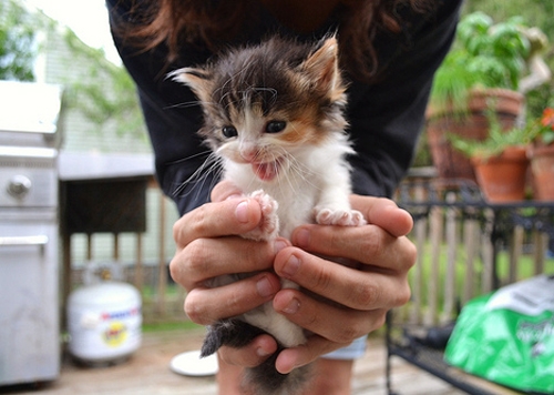 Beautiful pictures of noble and lazy noblewomen and cats