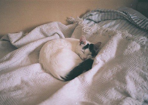 Beautiful pictures of noble and lazy noblewomen and cats