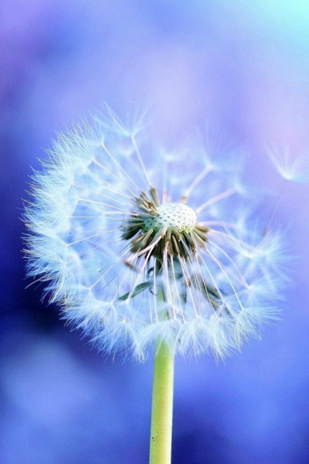 Free flying, beautiful dandelion small fresh pictures