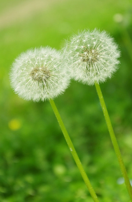Free flying, beautiful dandelion small fresh pictures