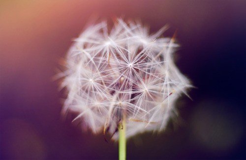 Free flying, beautiful dandelion small fresh pictures
