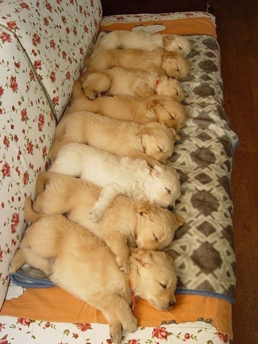 A complete picture of cute golden haired dogs