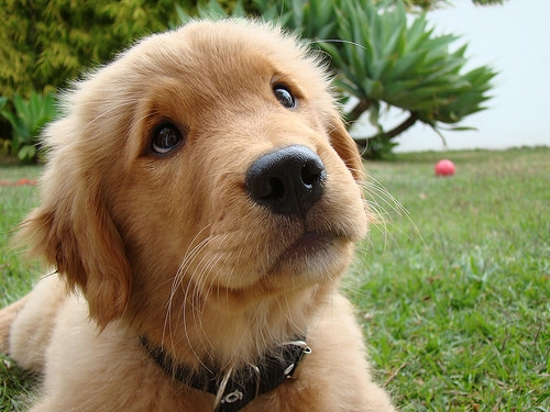 A complete picture of cute golden haired dogs