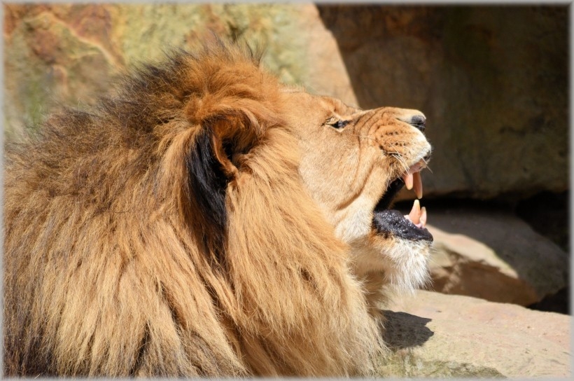 The male lion stared blankly ahead