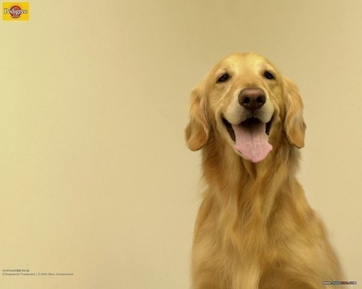 My friend's golden haired dog grew up with her for many years