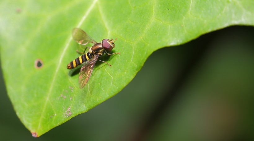 Bees and flies smell the fragrance of flowers