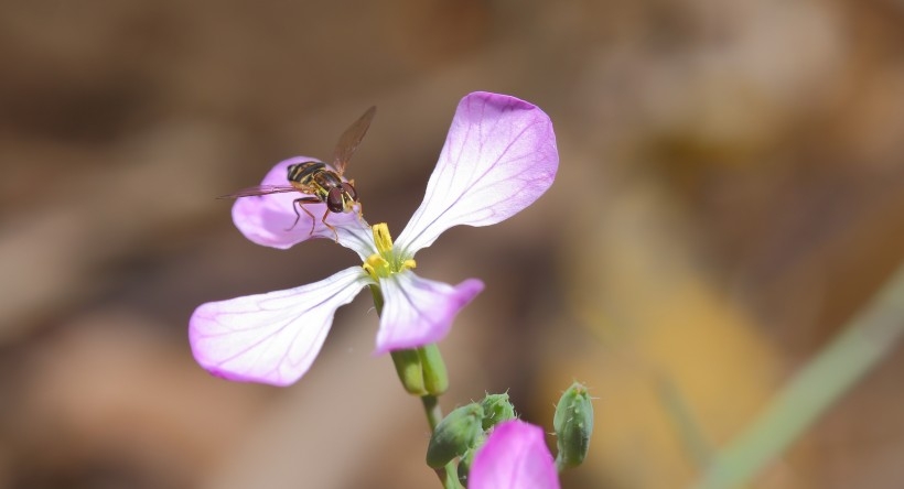 Bees and flies smell the fragrance of flowers