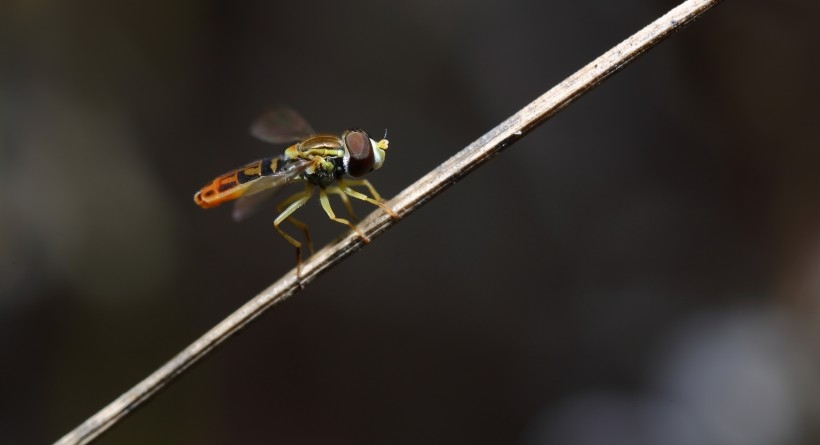 Bees and flies smell the fragrance of flowers