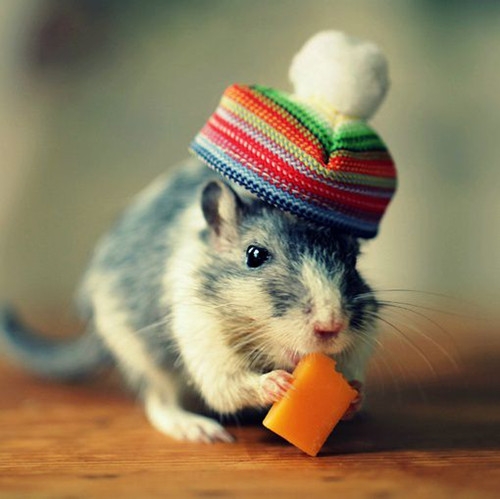 A beautiful picture of a small mouse wearing a small hat