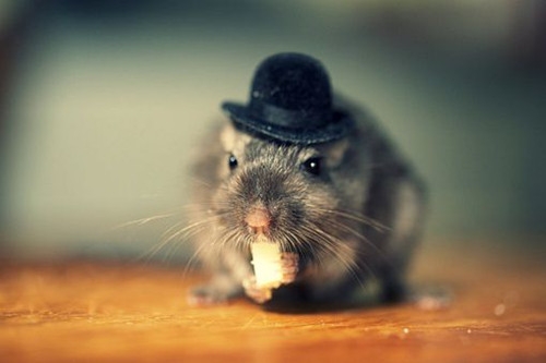 A beautiful picture of a small mouse wearing a small hat