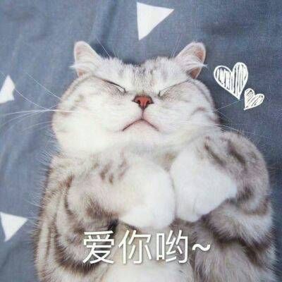 The hottest and funniest animal avatars with words. The latest and cutest cat WeChat avatar in 2021