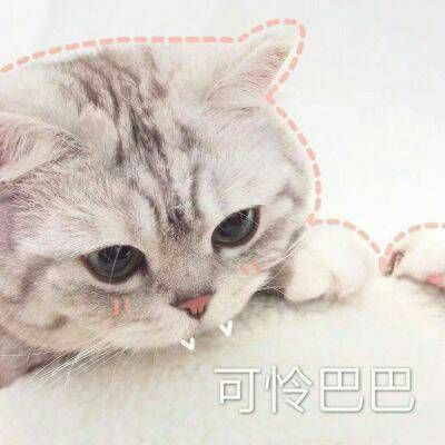 The hottest and funniest animal avatars with words. The latest and cutest cat WeChat avatar in 2021