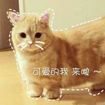 The hottest and funniest animal avatars with words. The latest and cutest cat WeChat avatar in 2021