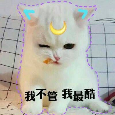 The hottest and funniest animal avatars with words. The latest and cutest cat WeChat avatar in 2021