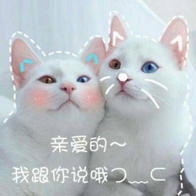 The hottest and funniest animal avatars with words. The latest and cutest cat WeChat avatar in 2021