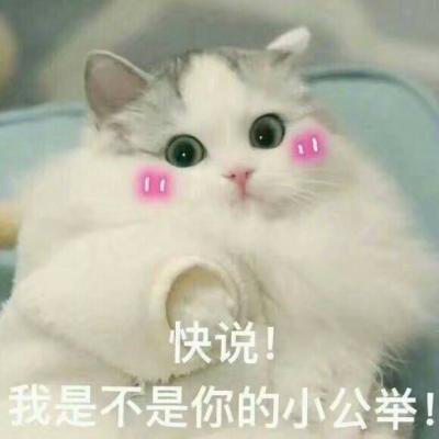 Super cute cat WeChat avatar with text in high-definition, advising you not to undergo plastic surgery and reincarnation as soon as possible is more reliable