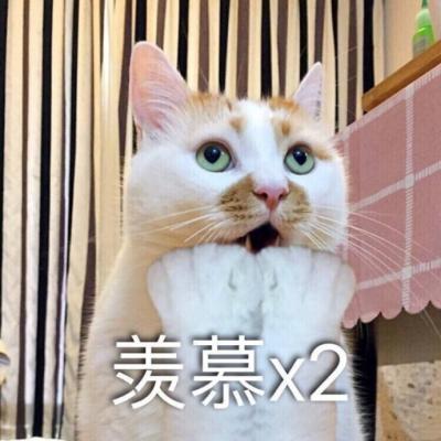 带字头像-最特别搞笑的猫咪头像带文字 百口难辩的时候才懂得人言可畏(7)