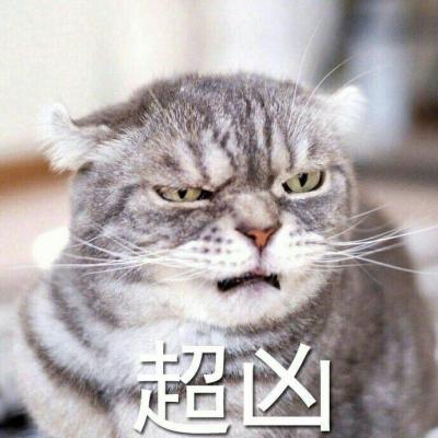 Cute and domineering animal avatar. A cat with a temper is super fierce but very fun. The cat avatar has characters on it
