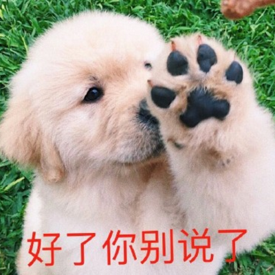 QQ avatar of dog, silly and cute, funny and humorous, with words and pictures of scenery, aged and aging hearts