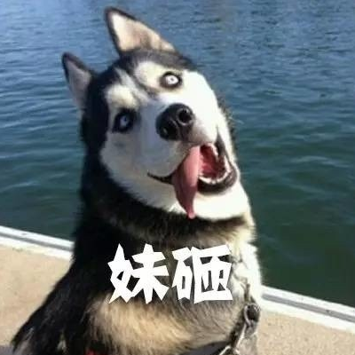 QQ avatar of dog, silly and cute, funny and humorous, with words and pictures of scenery, aged and aging hearts