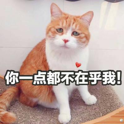 2021 Cat with Character Avatar: Funny, Stupid, and Cute HD Images. All the impatience is that I don't like it