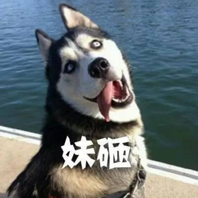 Super Funny Dog with Word Images - A Complete Collection of Cute, Stupid, and Cute Dogs Too Enthusiastic, Always Not Cherished