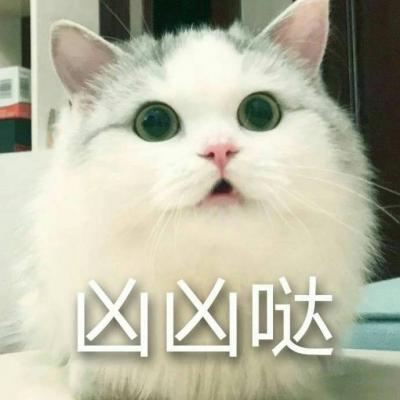 Cute cat super funny with lettering avatar 2021 latest empathy is the gentlest joke