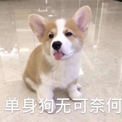2021 Qixi, a portrait suitable for single dogs