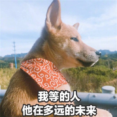 2021 Qixi, a portrait suitable for single dogs