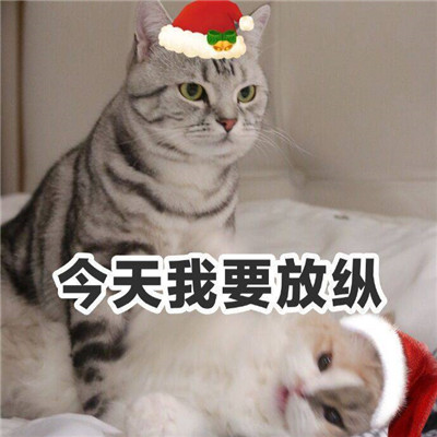 A set of cute and silly WeChat avatars with words for Christmas. Tonight, I am your Christmas gift