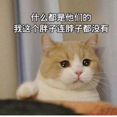 Cute and adorable pet WeChat with funny avatars and words, hurriedly wanting to see you