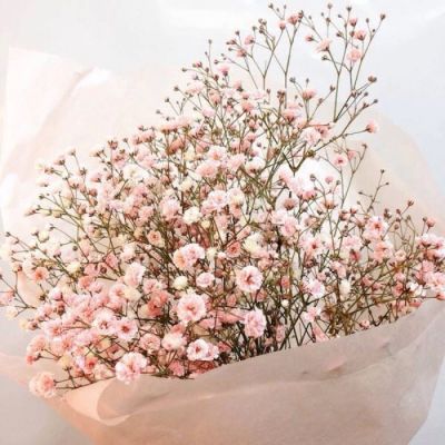 High-definition beautiful landscape avatar of gypsophila bouquet. Pretending to receive a bouquet of flowers for Christmas