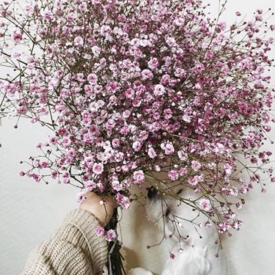 High-definition beautiful landscape avatar of gypsophila bouquet. Pretending to receive a bouquet of flowers for Christmas