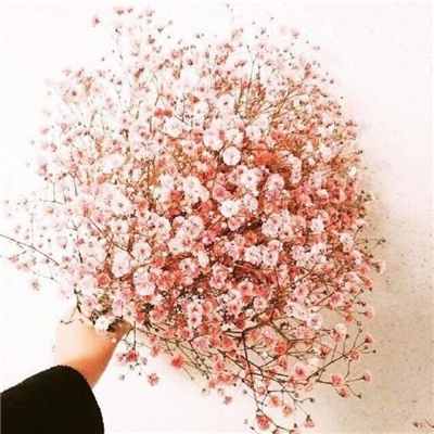 Very nice pictures and avatars of gypsophila in various colors. Do you like the fresh and beautiful flowers?