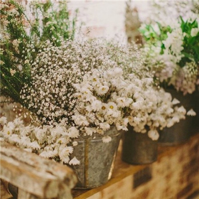 Very nice pictures and avatars of gypsophila in various colors. Do you like the fresh and beautiful flowers?