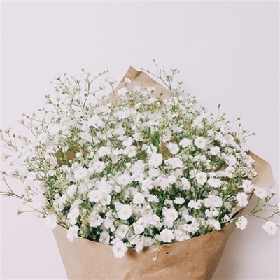 Very nice pictures and avatars of gypsophila in various colors. Do you like the fresh and beautiful flowers?