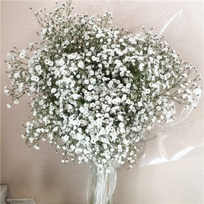 Very nice pictures and avatars of gypsophila in various colors. Do you like the fresh and beautiful flowers?