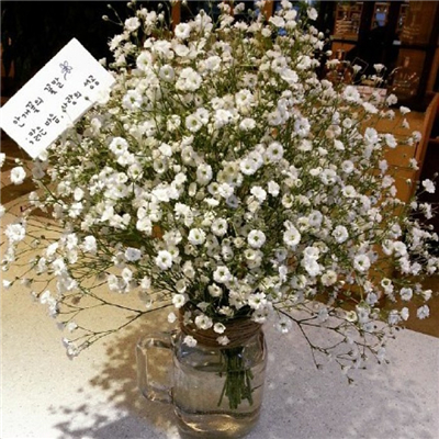 Very nice pictures and avatars of gypsophila in various colors. Do you like the fresh and beautiful flowers?