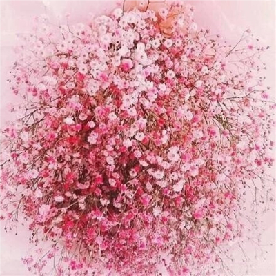 Very nice pictures and avatars of gypsophila in various colors. Do you like the fresh and beautiful flowers?