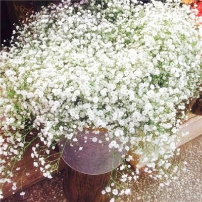 Very nice pictures and avatars of gypsophila in various colors. Do you like the fresh and beautiful flowers?